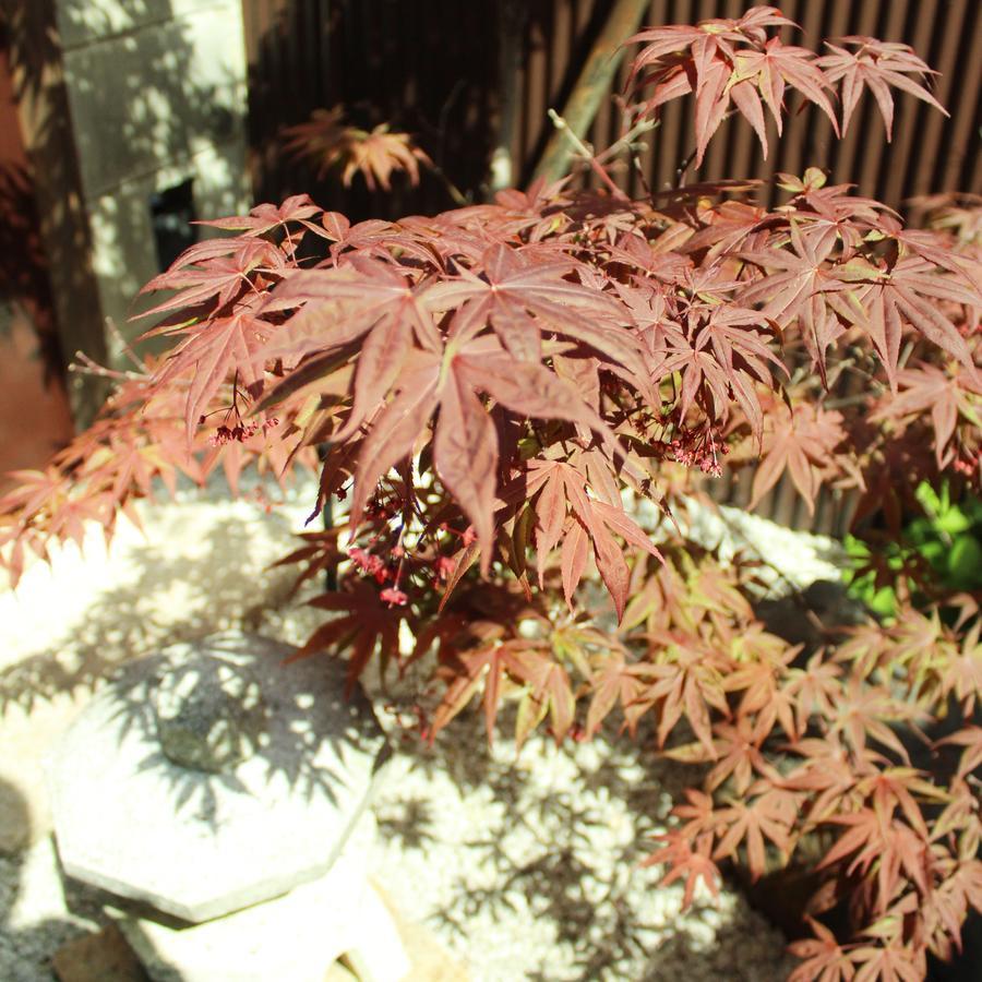 Guest House Koto Fushimi Inari Kyoto Exterior photo